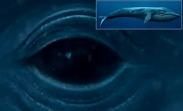 O balena albastra in marime naturala chiar pe monitorul tau!