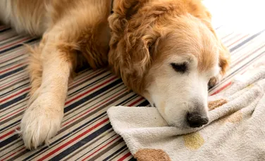 O posibilă legătură între sterilizarea la câini și un tip de cancer deosebit de mortal