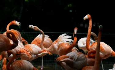 Ce au făcut animalele de la o grădină zoologică din Texas în timpul eclipsei totale de Soare