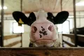 Scade producția de lapte de vacă în România