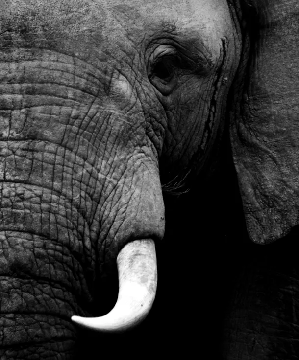  portret de elefant african