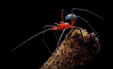 Noi specii de păianjeni au fost descoperite în peșterile din Israel