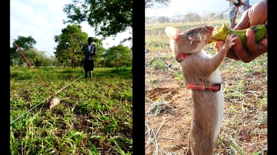 Armata SUA va angaja sobolani uriasi pentru depistarea minelor