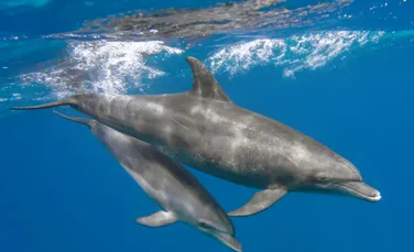Substanțe toxice din ecrane, descoperite în creierul delfinilor din Marea Chinei de Sud