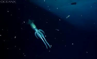 O creatură misterioasă a surprins cercetătorii care explorau o epavă din Marea Roșie