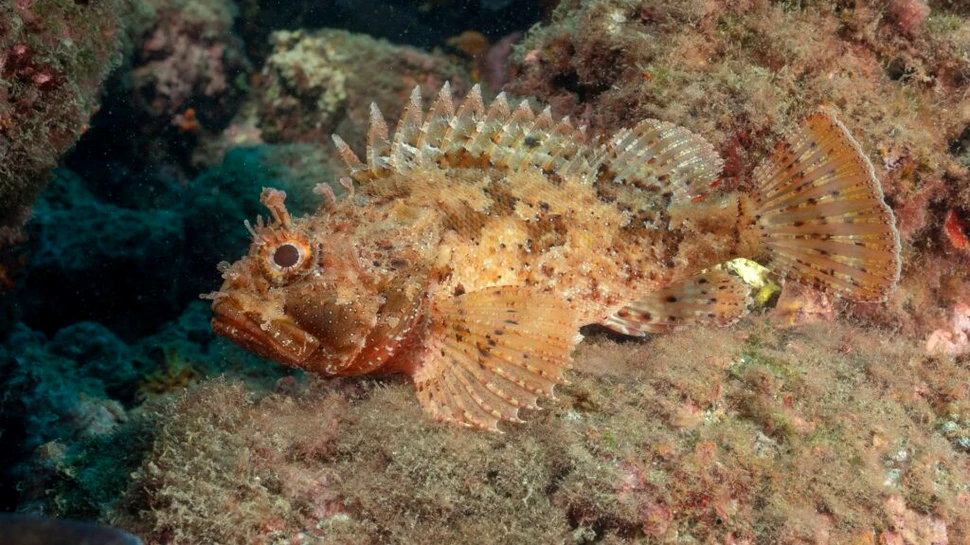Omenirea, aproape de un obiectiv major cu privire la biodiversitatea globală