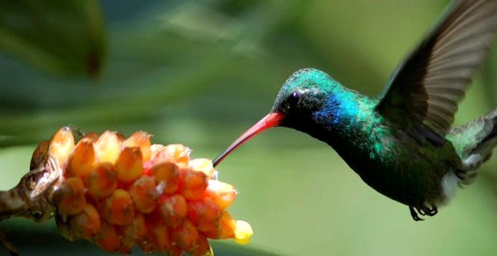 După 200 de ani, tehnica prin care pasărea colibri bea nectar a fost înţeleasă! (VIDEO)