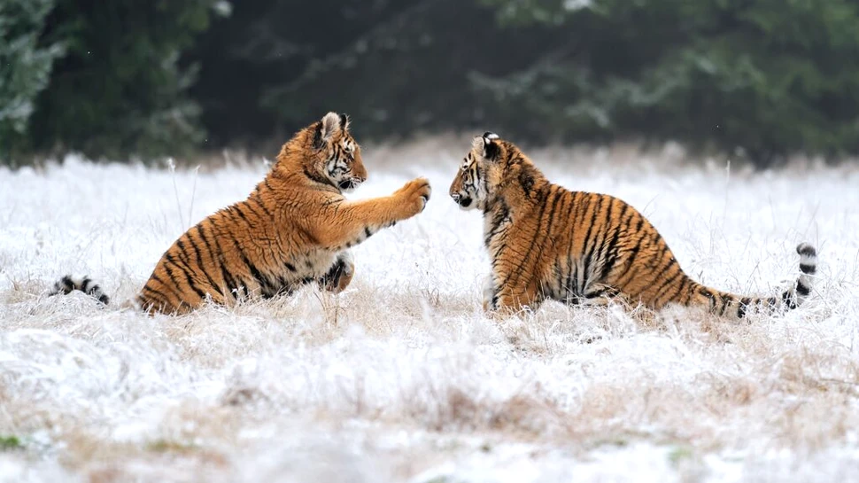 Un tigru a străbătut 200 de kilometri prin Siberia pentru a-și regăsi partenera