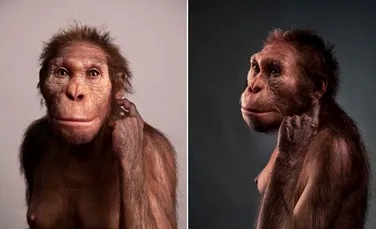 O rudă antică a oamenilor putea „să meargă ca un om, dar se cățăra precum o maimuță”