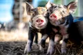 Ce spun porcii atunci când grohăie? Inteligența artificială ne-ar putea răspunde