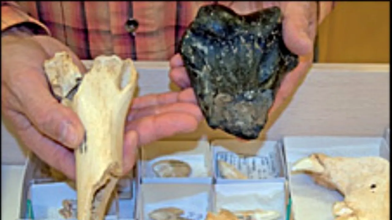 1-homotherium 