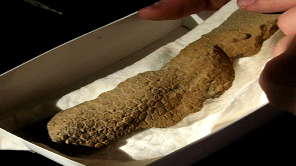 Dinozaur mumificat descoperit in Dakota de Nord