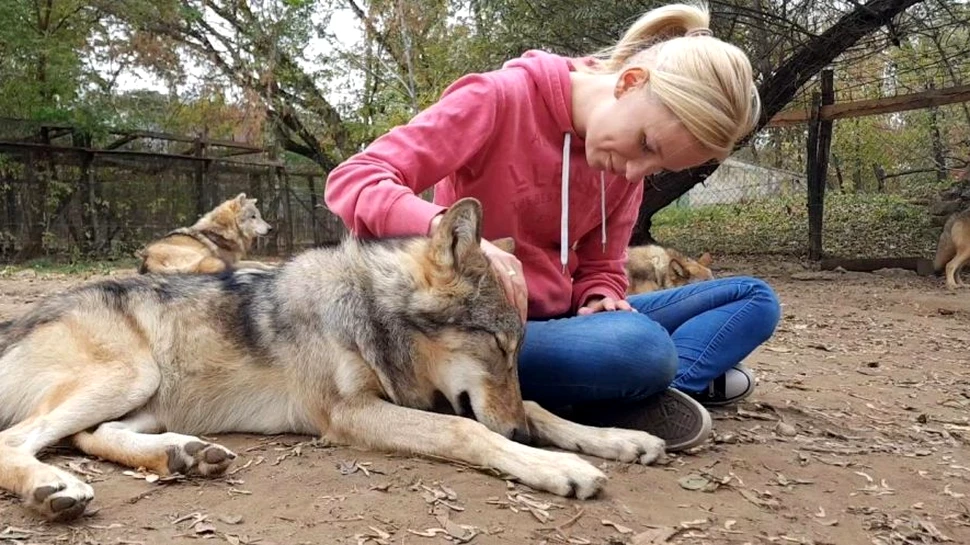 Cercetătorii din Ungaria au descoperit că lupii adulți se atașează de oameni la fel cum o fac și câinii