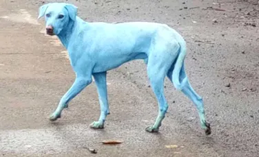 Nu este vorba despre o nouă specie de câine. Cum a devenit blana patrupedelor din Mumbai albastră