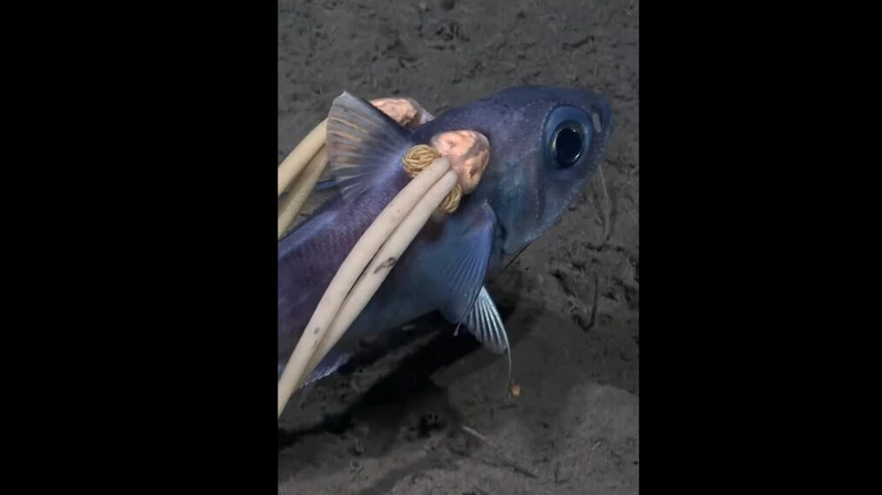 Oamenii de știință au surprins imagini în adâncuri cu o creatură bizară cu „codițe”