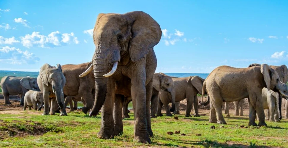 De ce amenință Botswana că va trimite 20.000 de elefanți în Germania?