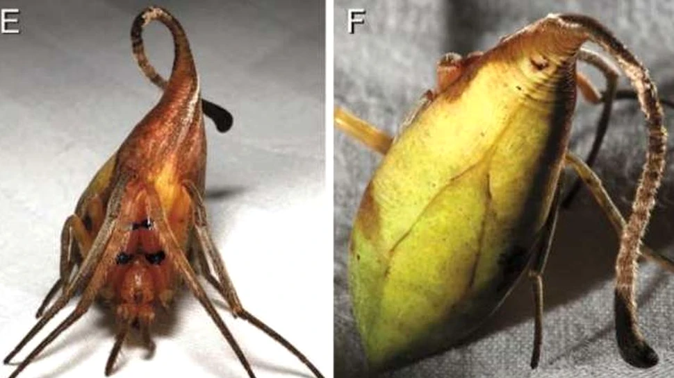 La prima vedere pare o frunză, dar este, de fapt, o nouă specie de păianjeni. Biologii sunt derutaţi