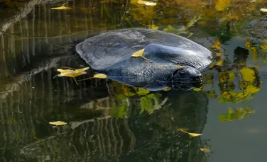 Ultima femelă de broască țestoasă din Yangtze a fost găsită moartă, anticipând dispariția speciei