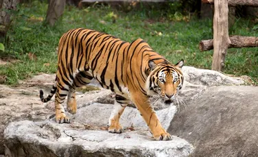 Emiratele Arabe Unite a interzis folosirea tigrilor, gheparzilor şi leilor ca animale de companie