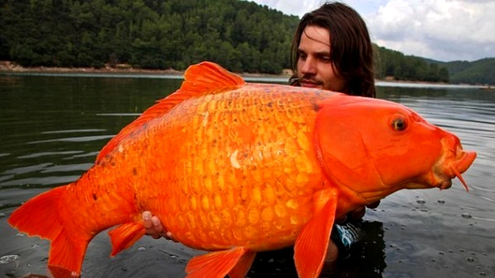 Captura anului vine din Franta – crap auriu de 14 kilograme