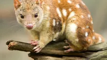O specie de marsupiale este pe cale de dispariție din cauză că se împerechează prea mult