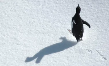Cum arătau pinguinii-coloşi care trăiau în Antarctica acum 40 de milioane de ani?