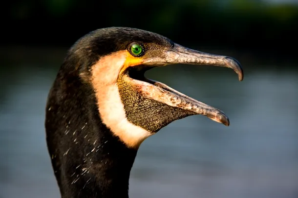 Prim plan al unui cap de cormoran