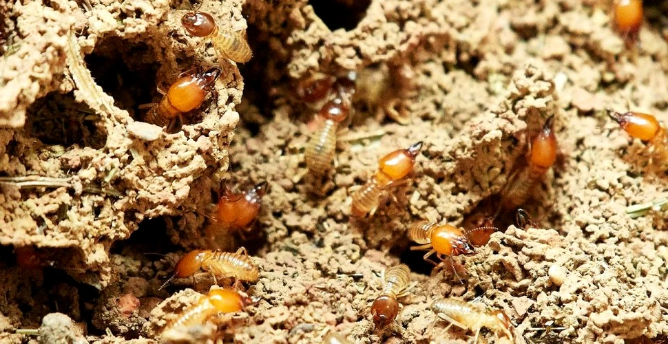 Termitele sunt de fapt benefice pentru arbori, mai ales pe timpul secetei