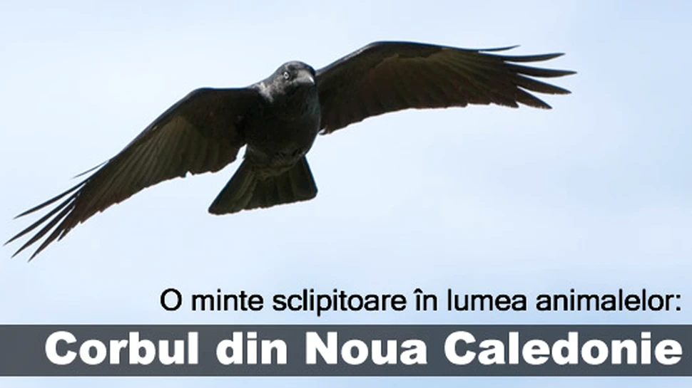 O minte sclipitoare în lumea animalelor: Corbul de Noua Caledonie