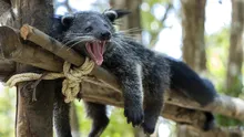 Binturongul: animalul din Asia care are un miros extrem de ciudat