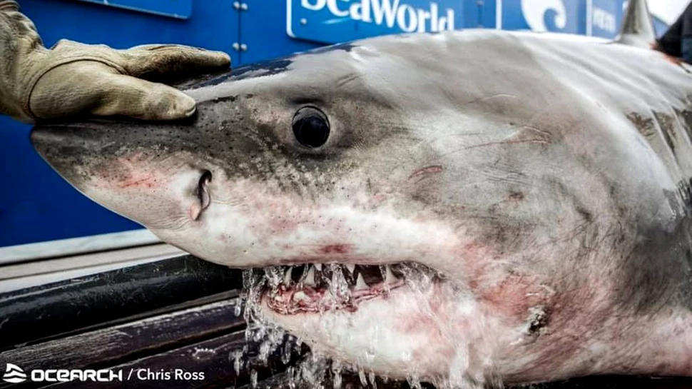 „Regina Oceanului”, un uriaș rechin alb, a fost prinsă de oamenii de știință