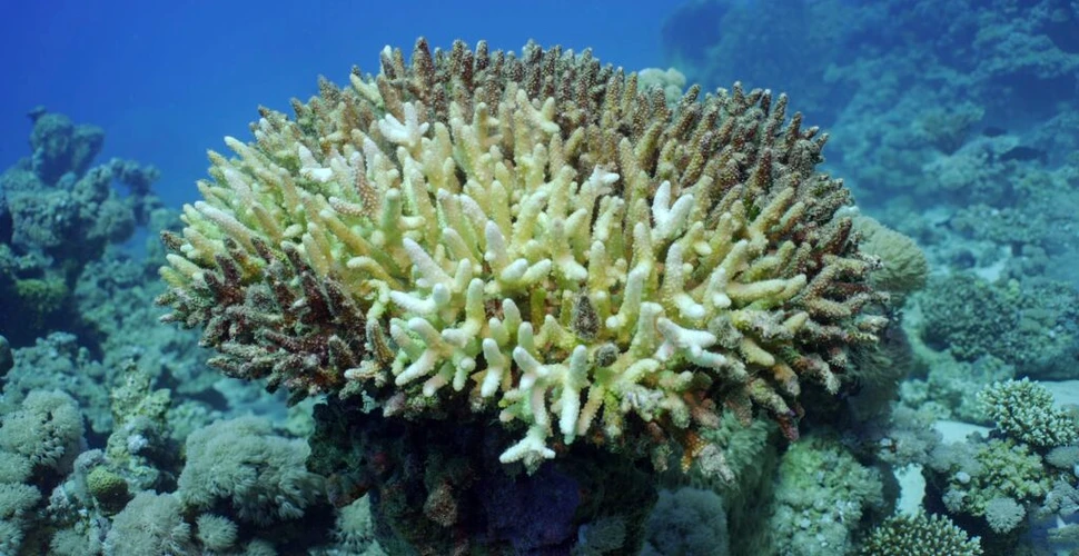 Criza climatică a triplat durata valurilor de căldură din oceane