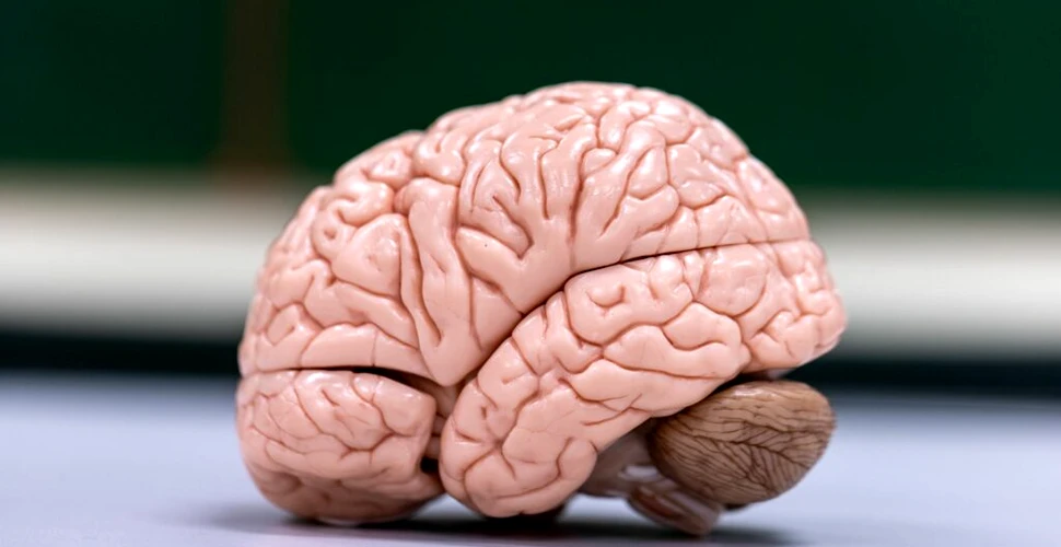 Neurocercetătorii au găsit un mecanism în creierul oamenilor care reîmprospătează în continuu memoria