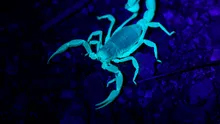 Veninul de scorpion, cercetat ca posibilă sursă pentru noi tratamente ale bolilor hepatice
