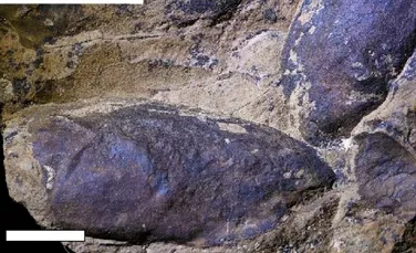 Artropode de doi metri dominau mările în urmă cu 470 de milioane de ani, dezvăluie fosilele dintr-un important sit geologic