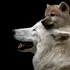 Oamenii de știință chinezi au clonat, în premieră, lupul arctic