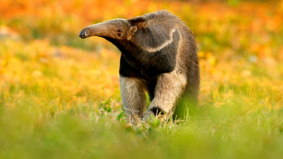 Mamiferele au evoluat în furnicari de 12 ori de când au dispărut dinozaurii