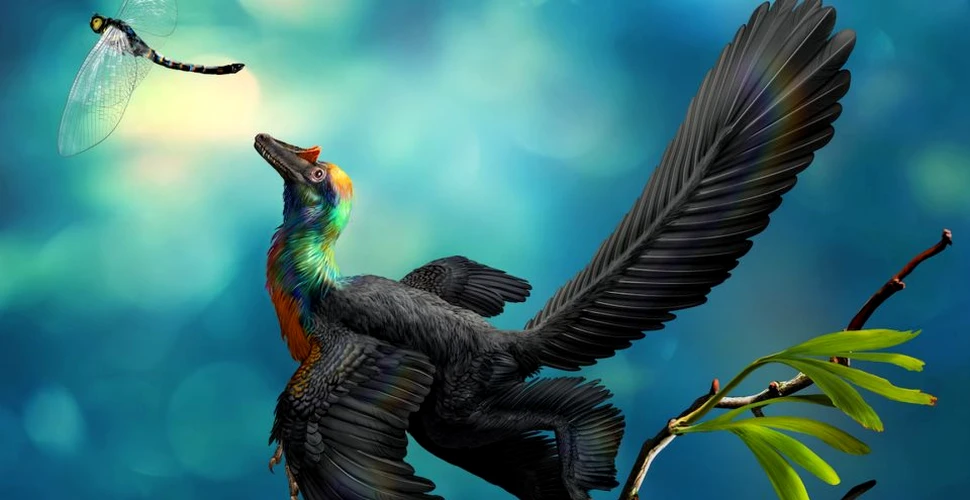 Un dinozaur unic a fost descoperit în China: cercetătorii au fost surprinşi de penajul colorat al acestuia