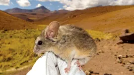 O specie de șoarece supraviețuiește la altitudini mai mari decât orice alt mamifer