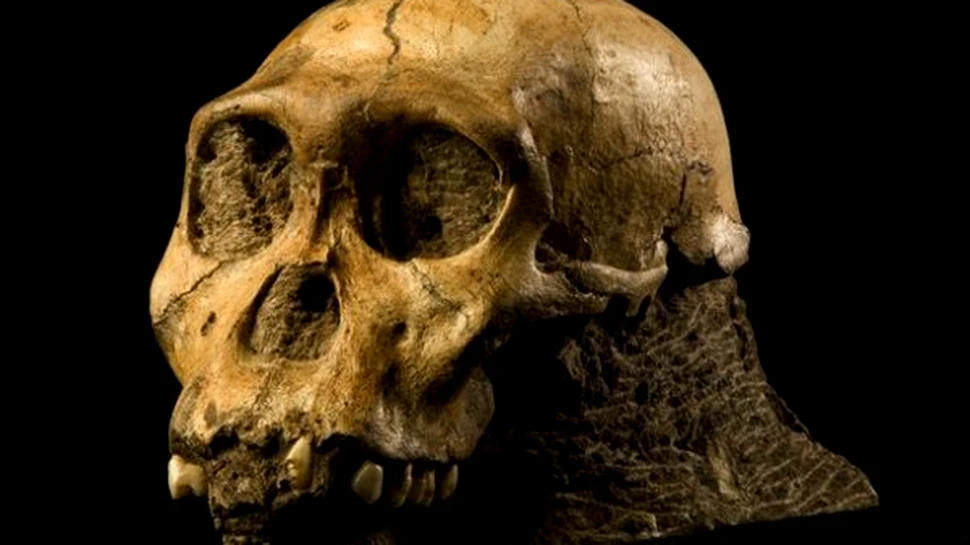 Fosilele a două creaturi umanoide descoperite recent ne-ar putea schimba viziunea asupra originii omului