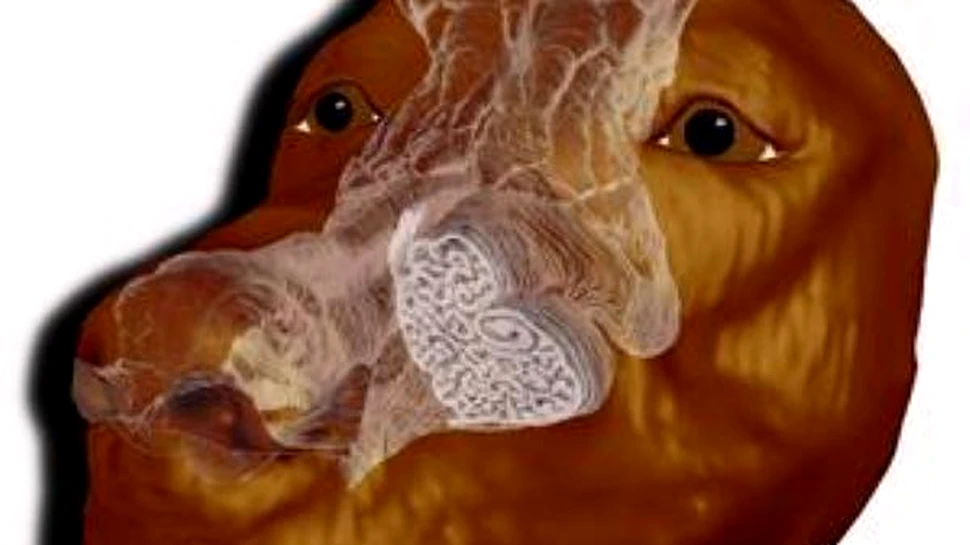 Au aparut nasurile artificiale