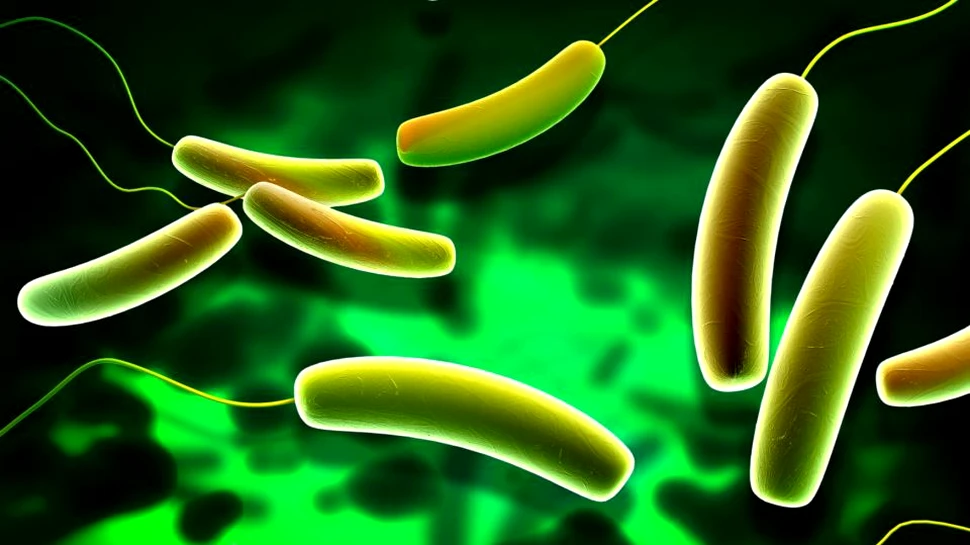 Superbacteriile ar putea duce la decesul a 10 milioane de persoane. Cât de departe a ajuns ştiinţa în războiul împotriva lor