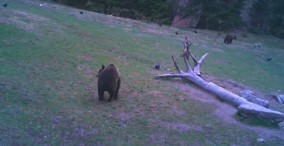 Imaginile cu doi urşi şi trei lupi din România i-au intrigat pe specialişti