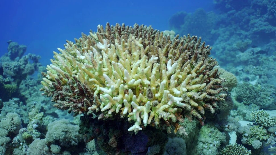 Criza climatică a triplat durata valurilor de căldură din oceane
