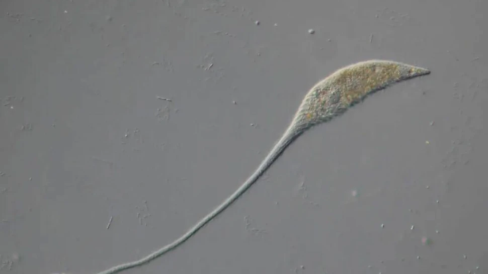 Microbul „Monstrul din Loch Ness” își întinde gâtul până la 30 de ori lungimea corpului