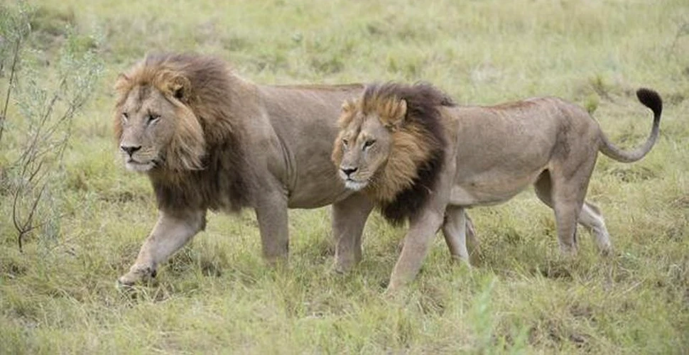Cinci femele de leu dintr-o rezervaţie naturală au început să aibă comportament de mascul
