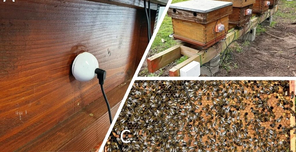 Cum poate o vibrație ușoară să dezvăluie sănătatea coloniilor de albine?