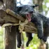 Binturongul: animalul din Asia care are un miros extrem de ciudat