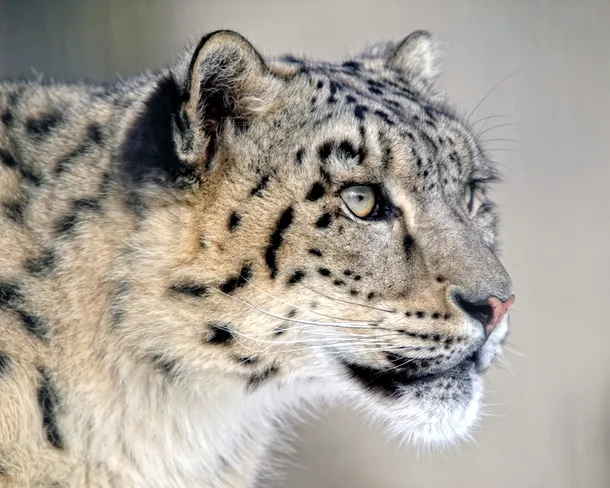 Cel mai frumos leopard.
