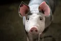 Porcii modificați genetic, aprobați pentru consumul uman în SUA